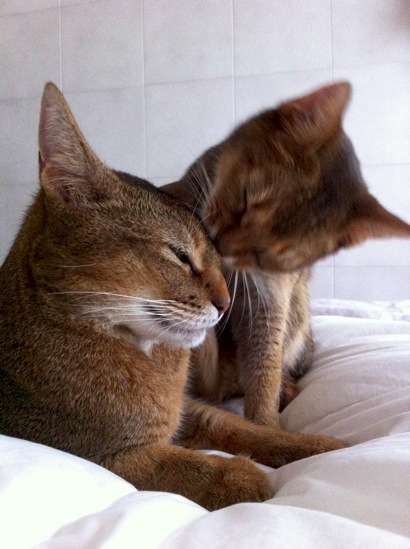 joli!joli!のおうちごはんとおかしとねこ♪