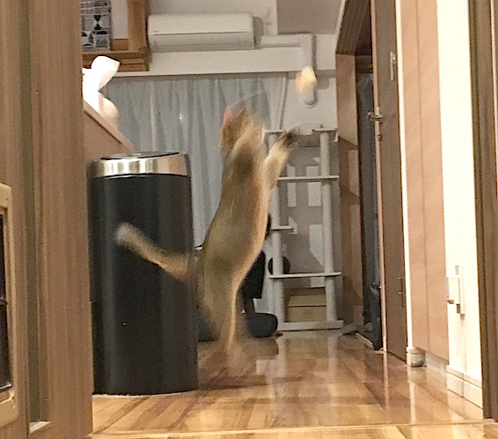 IMG_0544 のコピー