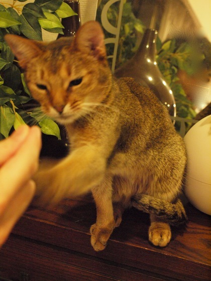 joli!joli!のおうちごはんとおかしとねこ♪