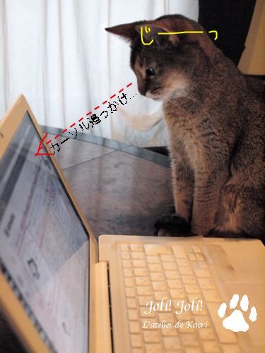 joli!joli!のおうちごはんとおかしとねこ♪
