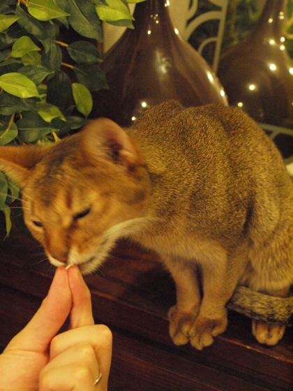 joli!joli!のおうちごはんとおかしとねこ♪