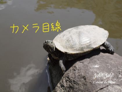 joli!joli!のおうちごはんとおかしとねこ♪
