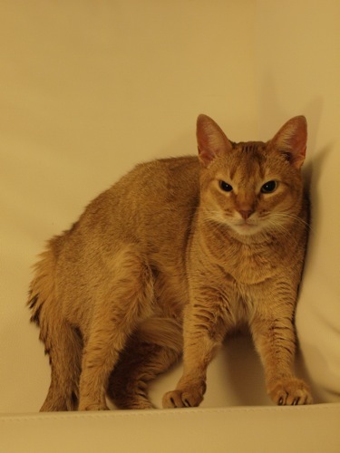 joli!joli!のおうちごはんとおかしとねこ♪