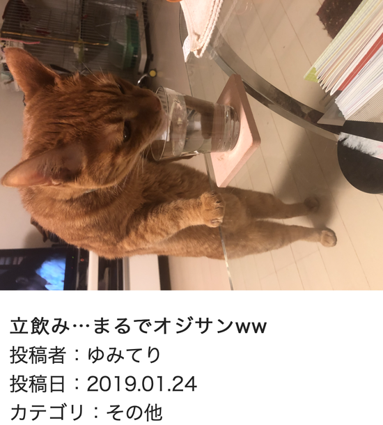 スクリーンショット 2019-01-25 14.53.50