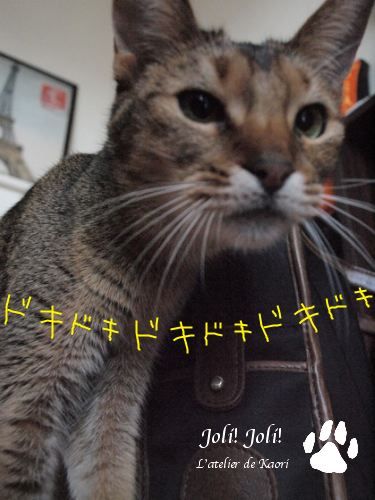 joli!joli!のおうちごはんとおかしとねこ♪