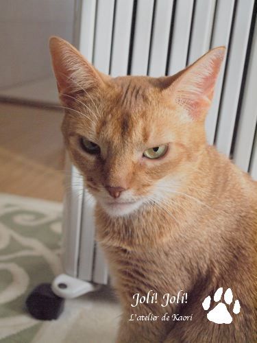 joli!joli!のおうちごはんとおかしとねこ♪