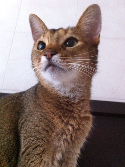 joli!joli!のおうちごはんとおかしとねこ♪