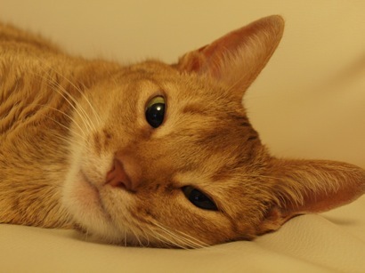 joli!joli!のおうちごはんとおかしとねこ♪