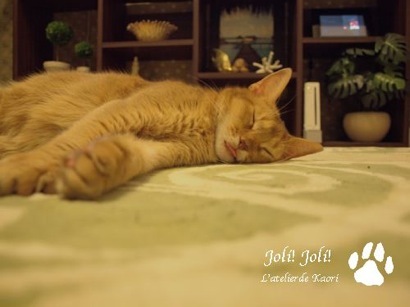 joli!joli!のおうちごはんとおかしとねこ♪