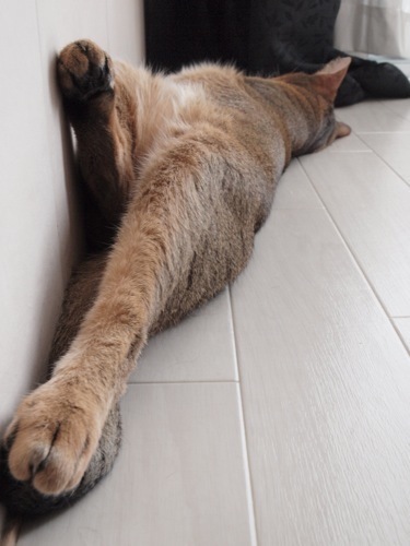 joli!joli!のおうちごはんとおかしとねこ♪