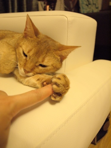 joli!joli!のおうちごはんとおかしとねこ♪