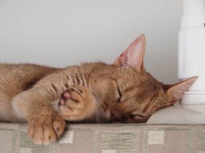 joli!joli!のおうちごはんとおかしとねこ♪