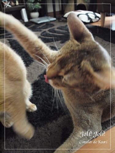 joli!joli!のおうちごはんとおかしとねこ♪