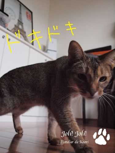 joli!joli!のおうちごはんとおかしとねこ♪
