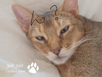 joli!joli!のおうちごはんとおかしとねこ♪