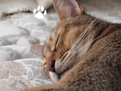 joli!joli!のおうちごはんとおかしとねこ♪