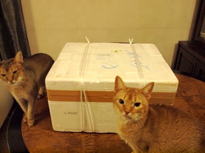 joli!joli!のおうちごはんとおかしとねこ♪