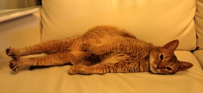 joli!joli!のおうちごはんとおかしとねこ♪