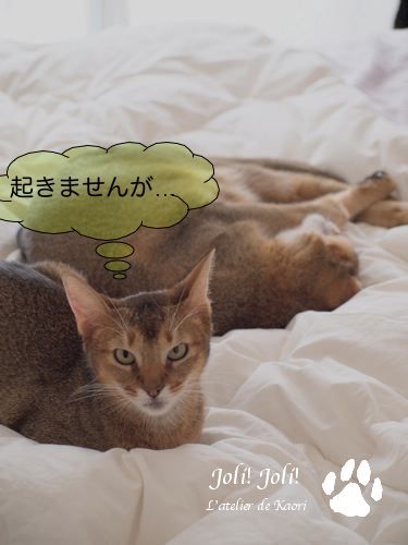 joli!joli!のおうちごはんとおかしとねこ♪