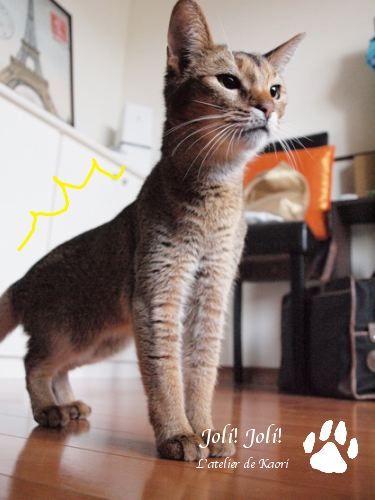 joli!joli!のおうちごはんとおかしとねこ♪