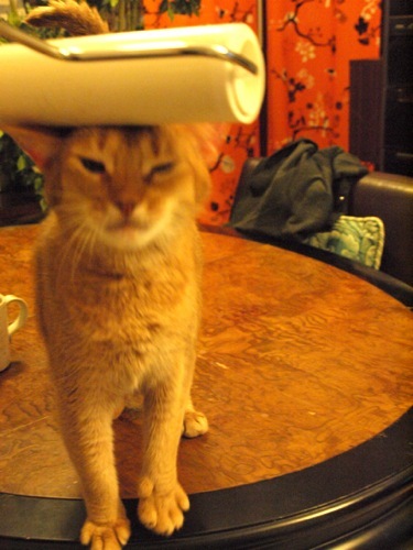 joli!joli!のおうちごはんとおかしとねこ♪