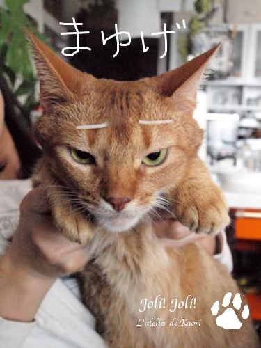 joli!joli!のおうちごはんとおかしとねこ♪