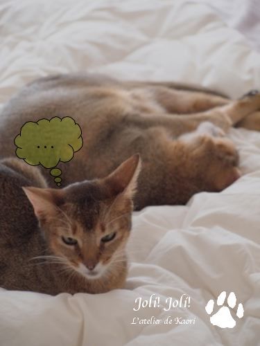 joli!joli!のおうちごはんとおかしとねこ♪