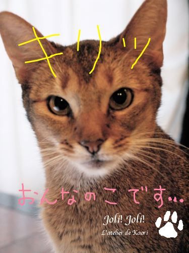 joli!joli!のおうちごはんとおかしとねこ♪