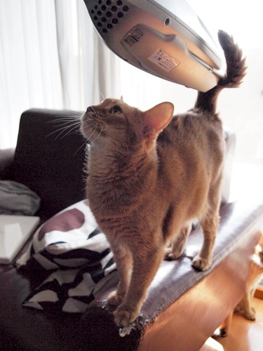joli!joli!のおうちごはんとおかしとねこ♪