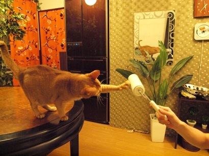 joli!joli!のおうちごはんとおかしとねこ♪