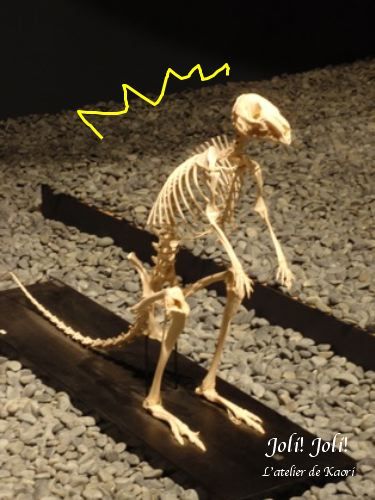 joli!joli!のおうちごはんとおかしとねこ♪