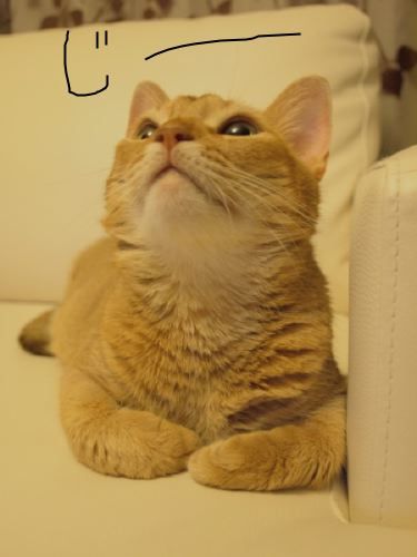 joli!joli!のおうちごはんとおかしとねこ♪