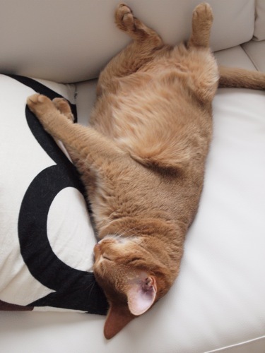 joli!joli!のおうちごはんとおかしとねこ♪