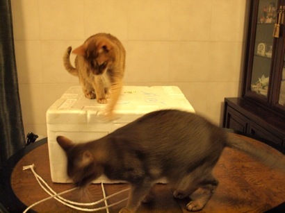 joli!joli!のおうちごはんとおかしとねこ♪