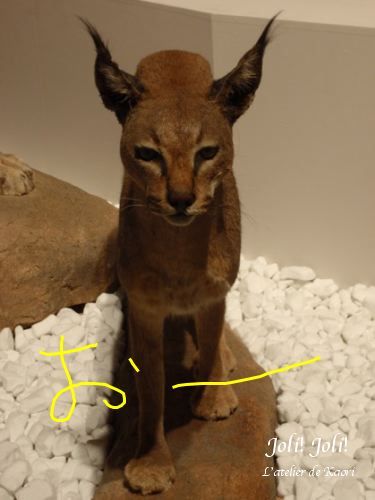 joli!joli!のおうちごはんとおかしとねこ♪