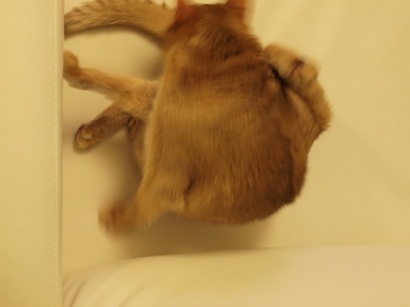 joli!joli!のおうちごはんとおかしとねこ♪