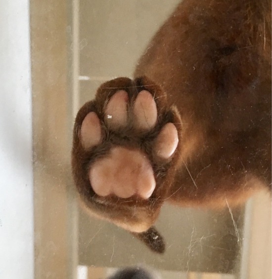 FullSizeRender