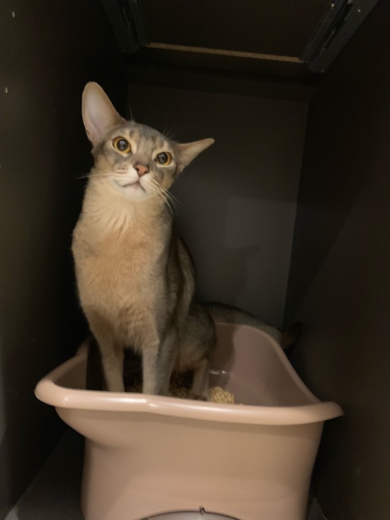 ぼくはこの頃、猫のおトイレをちゃんと使っている。かっこいい♪ おうちごはんとおかしとねこ Powered by