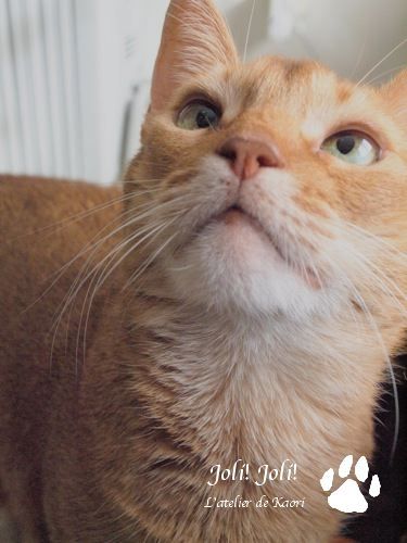 joli!joli!のおうちごはんとおかしとねこ♪