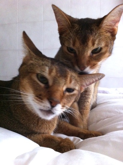 joli!joli!のおうちごはんとおかしとねこ♪