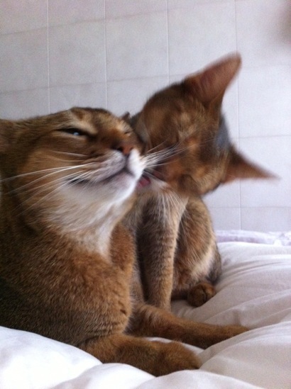 joli!joli!のおうちごはんとおかしとねこ♪