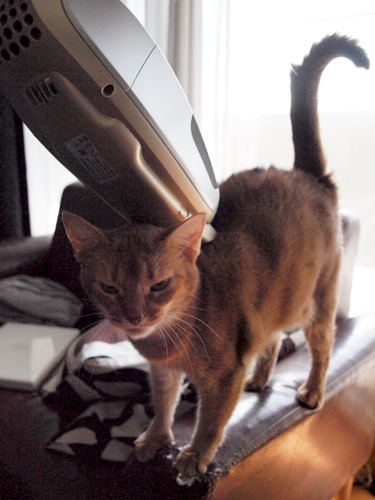 joli!joli!のおうちごはんとおかしとねこ♪
