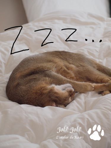 joli!joli!のおうちごはんとおかしとねこ♪