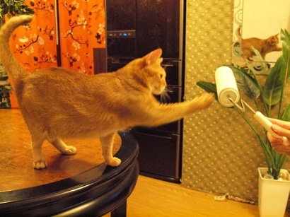 joli!joli!のおうちごはんとおかしとねこ♪
