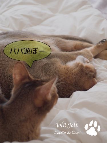 joli!joli!のおうちごはんとおかしとねこ♪