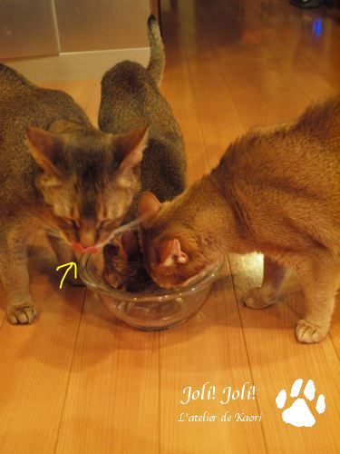 joli!joli!のおうちごはんとおかしとねこ♪