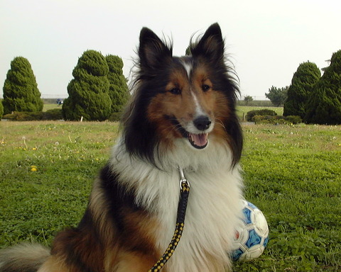 031108コニーball