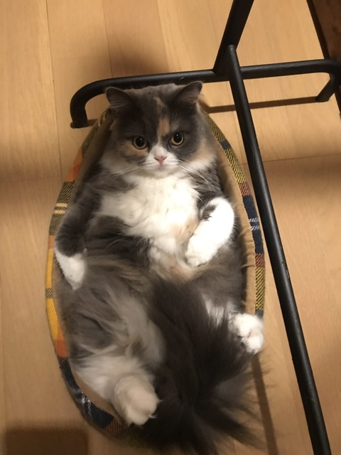 neko