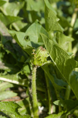 タンポポ ボウシュウタンポポ