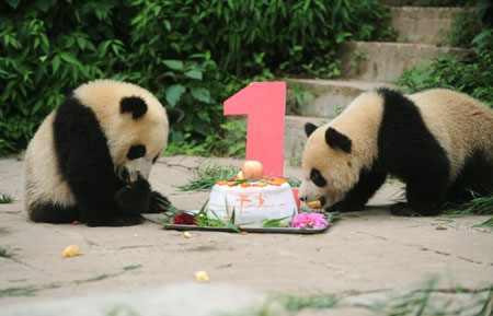 panda